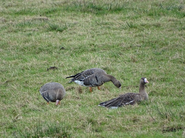 德拉富恩特：乌奈-西蒙明天能上，我们会派上最好的阵容